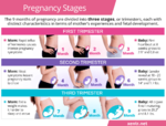 pregnancy-stages-trimesters.png